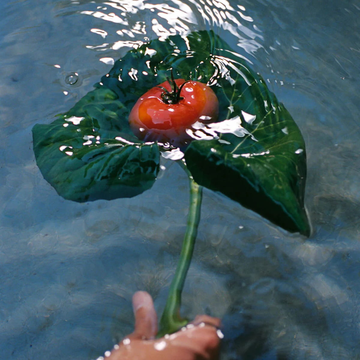 Heirloom Tomato Glass Hand Soap